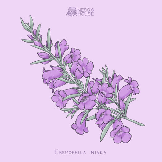 Eremophila nivea [Original work] 14x14 square print